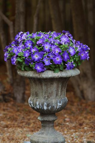 Foto fiore da  Vaso, aiuola, balcone, basket Petunia grandiflora Sophistica Blue Morn