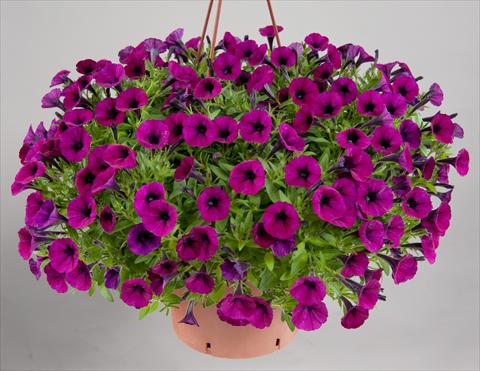 photo of flower to be used as: Pot, patio, basket Petunia mini Perla® Bordeaux