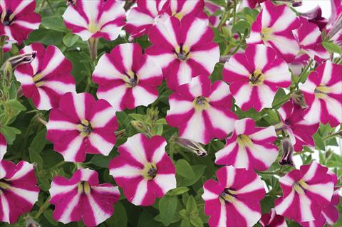 Foto fiore da  Vaso, balcone, basket Petunia mini Perla® Burgundy Bicolour