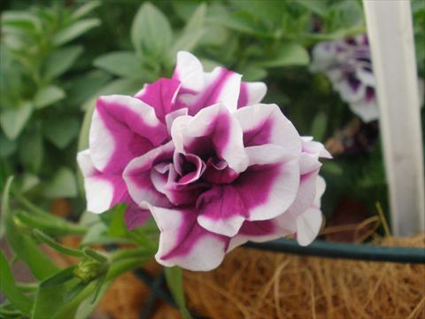 Foto fiore da  Vaso, balcone, basket Petunia mini Perla® Double Purple Picotee