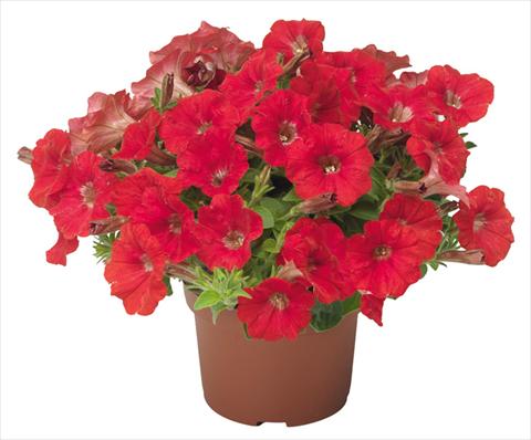 Foto fiore da  Vaso, balcone, basket Petunia mini Perla® Red