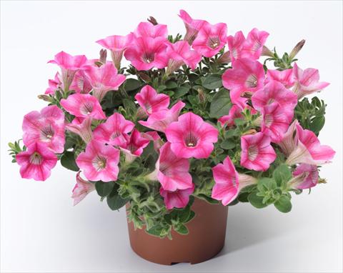 Foto fiore da  Vaso, balcone, basket Petunia mini Perla® Rose Bicolour