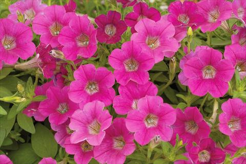 Foto fiore da  Vaso, balcone, basket Petunia mini Perla® Rose