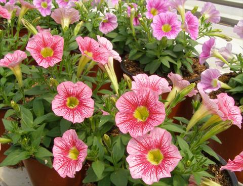 Foto fiore da  Vaso, balcone, basket Petunia mini Perla® Shell Salmon Vein yellow eye