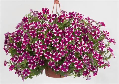 Foto fiore da  Vaso, balcone, basket Petunia Sentunia® Burgundy Bicolour