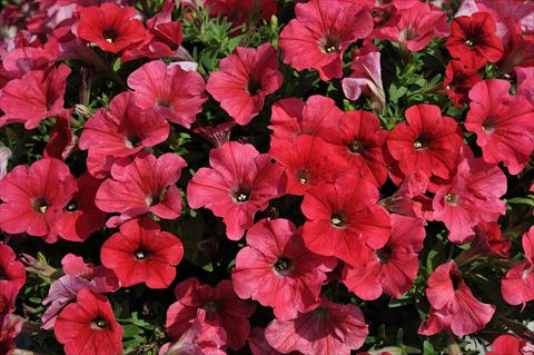 Foto fiore da  Vaso, balcone, basket Petunia Sentunia® Coral