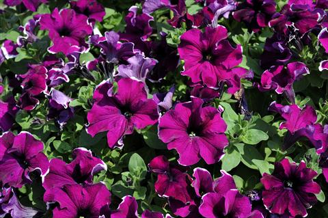 Foto fiore da  Vaso, balcone, basket Petunia Sentunia® Purple Picotee