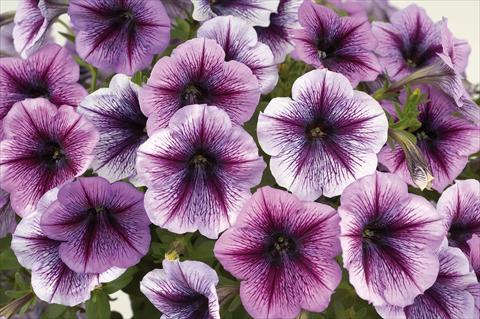 Foto fiore da  Vaso, balcone, basket Petunia Sentunia® Purple Vein