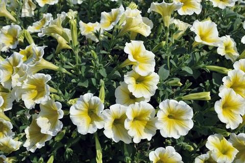 Foto fiore da  Vaso, balcone, basket Petunia Sentunia® Yellow