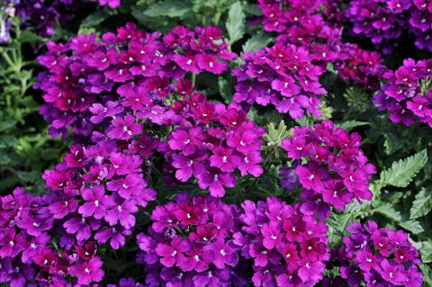 Foto fiore da  Vaso, balcone, basket Verbena Eden® Deep Lilac