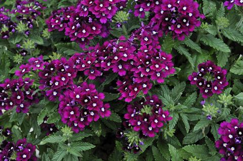 Foto fiore da  Vaso, balcone, basket Verbena Eden® Purple with eye