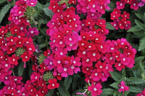 Foto fiore da  Vaso, balcone, basket Verbena Eden® Rose