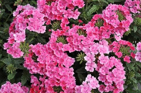 Foto fiore da  Vaso, balcone, basket Verbena Eden® Salmon Rose