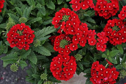 Foto fiore da  Vaso, balcone, basket Verbena Eden® Scarlet