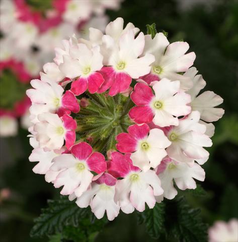 photo of flower to be used as: Pot, patio, basket Verbena Liga® Maiorca