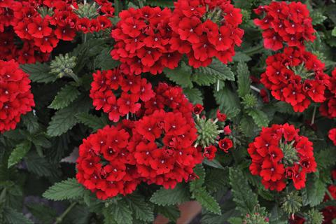 Foto fiore da  Vaso, balcone, basket Verbena Shangri-la® Scarlet