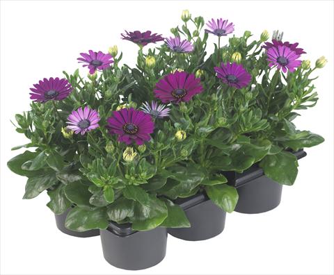 Foto fiore da  Vaso e aiola Osteospermum Margarita Nano Purple