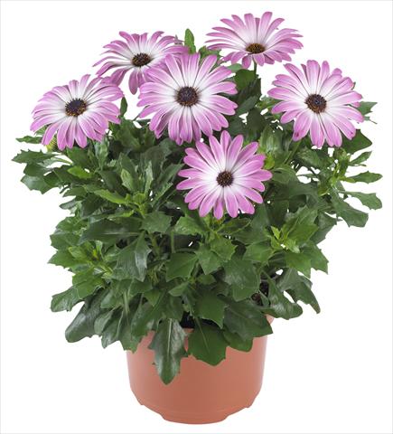 Foto fiore da  Vaso e aiola Osteospermum Margarita Supreme Pink Bicolor