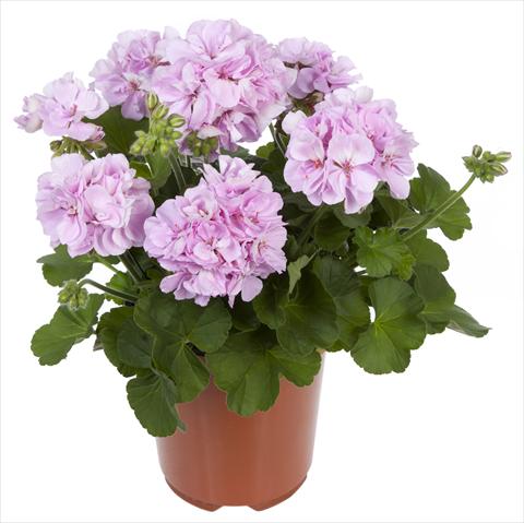 Foto fiore da  Balcone, vaso Pelargonium interspecifico Belcanto