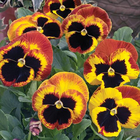 photo of flower to be used as: Pot and bedding Viola wittrockiana Moon Red Yellow Wing