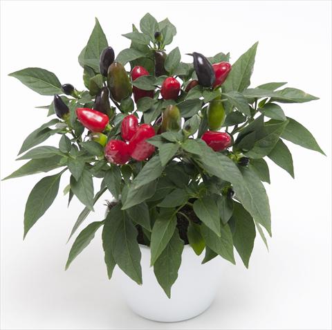 Foto fiore da  Vaso e aiola Capsicum annuum Cubana Red