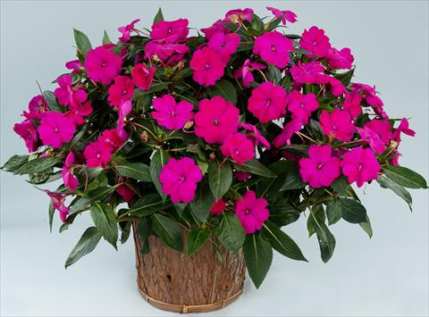 Foto fiore da  Vaso, aiuola, balcone, basket Impatiens N. Guinea Sun Harmony® Purple