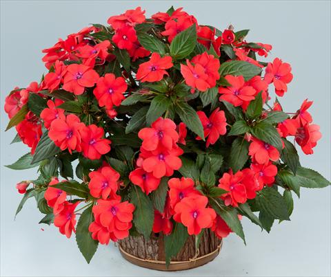 Foto fiore da  Vaso, aiuola, balcone, basket Impatiens N. Guinea Sun Harmony® Salmon