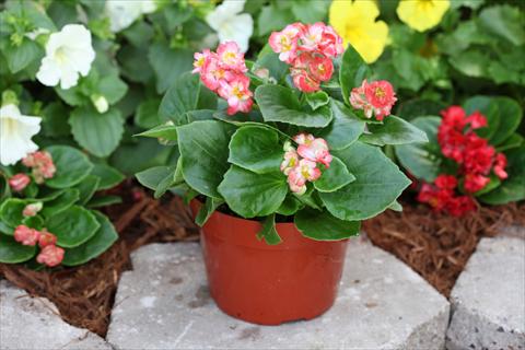 Foto fiore da  Basket vaso o aiuola Begonia Fairyland Coral Picotee