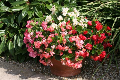 photo of flower to be used as: Bedding pot or basket Begonia Fairyland Mixed