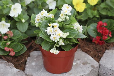 Foto fiore da  Basket vaso o aiuola Begonia Fairyland White