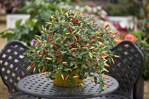 Foto fiore da  Vaso e aiola Capsicum annuum Basket of Fire