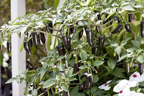 Foto fiore da  Vaso e aiola Capsicum annuum Chenzo