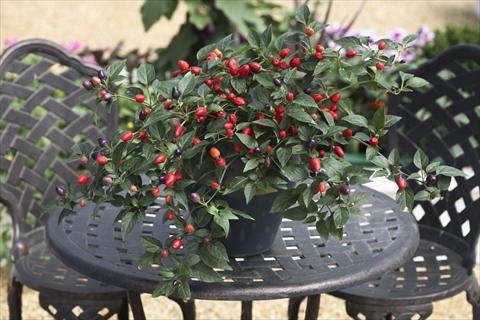 photo of flower to be used as: Pot and bedding Capsicum annuum Loco