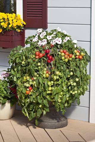 Foto fiore da  Vaso, aiuola, balcone Solanum lycopersicum (pomodoro) Cherry Falls