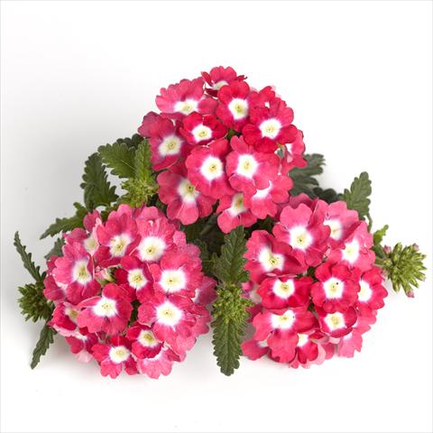 Foto fiore da  Vaso e aiola Verbena RED FOX Empress Strawberry Charme