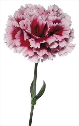 Foto fiore da  Reciso Dianthus caryophyllus Parmigianino