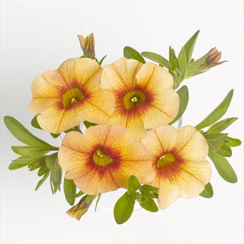 Foto fiore da  Basket o vaso Calibrachoa RED FOX Aloha® Tiki Orange