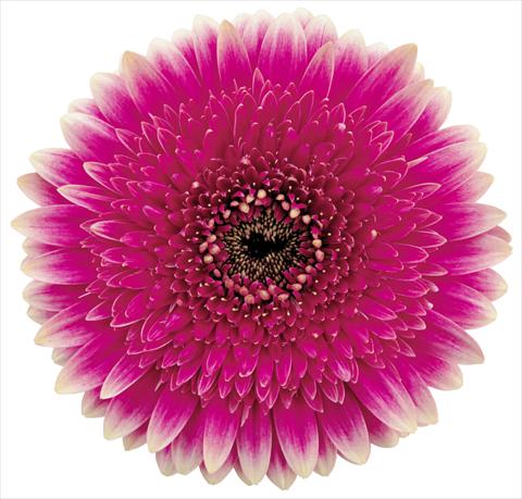 Foto fiore da  Vaso Gerbera jamesonii Delya bicolore