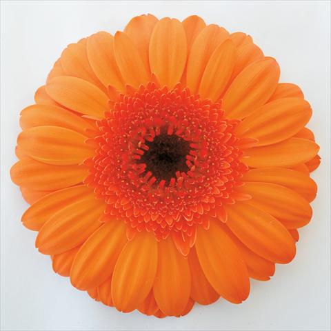 Foto fiore da  Vaso Gerbera jamesonii Shana