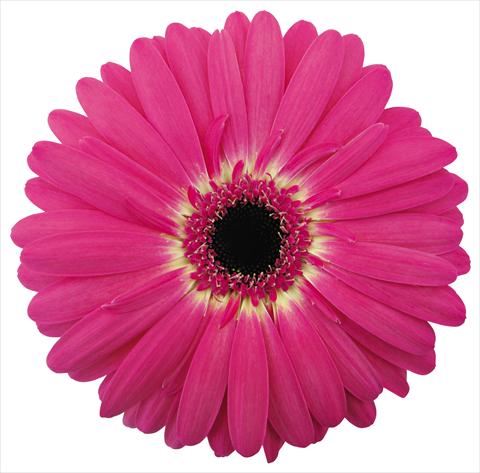 Foto fiore da  Vaso Gerbera jamesonii Violante