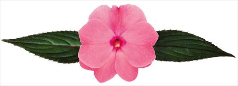 Foto fiore da  Vaso, aiuola, balcone, basket Impatiens N. Guinea Galaxy® Geus