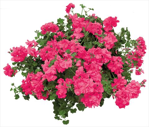 Foto fiore da  Vaso, balcone, basket Pelargonium peltatum Universe Giada