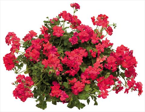 Foto fiore da  Vaso, balcone, basket Pelargonium peltatum Universe Veneri