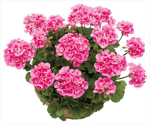 Foto fiore da  Vaso, aiuola, balcone Pelargonium zonale OpenEyes Deep Pink Dark Eye