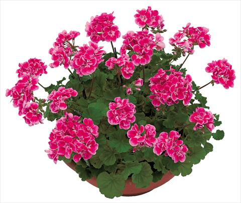 Foto fiore da  Vaso, aiuola, balcone Pelargonium zonale OpenEyes Pink Fuxia