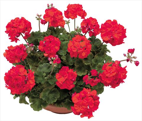 Foto fiore da  Vaso, aiuola, balcone Pelargonium zonale OpenEyes Red