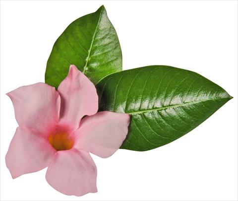 Foto fiore da  Balcone, vaso Dipladenia (Mandevilla) Costa del Sol RED FOX Miami White Blush