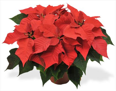 Foto fiore da  Vaso Poinsettia - Euphorbia pulcherrima RED FOX Champion Fire