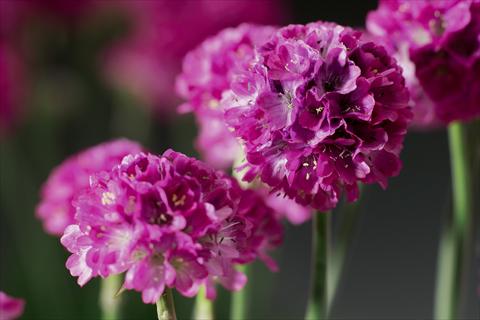 Foto fiore da  Aiuola e/o bordura Armeria maritima Armada™ Rose