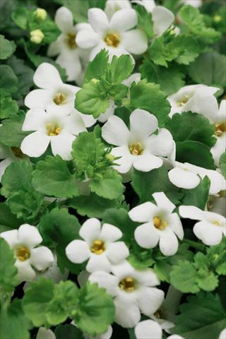 photo of flower to be used as: Pot, patio, basket Bacopa (Sutera cordata) Cabana® Hot White